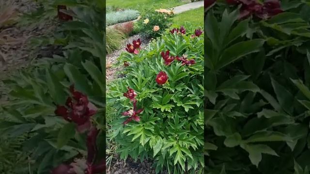 Цветение пионов ИТО смотреть онлайн