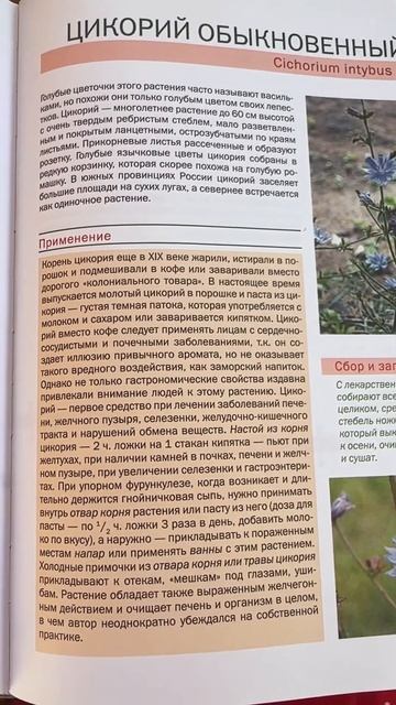 полезные свойства цикория ✅ смотреть онлайн
