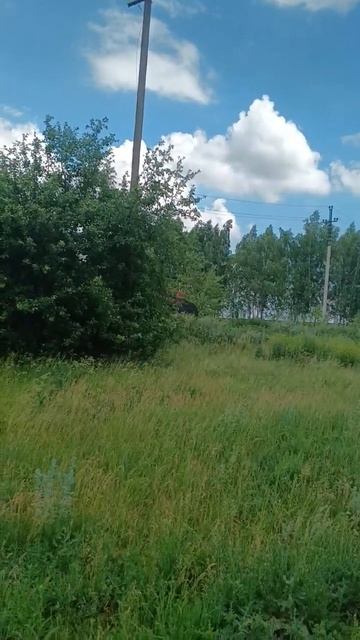 #едут косить люцерну#сельскоехозяйство#farming#сила#shorts смотреть онлайн