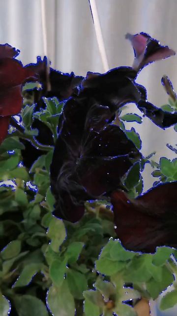 #петуния #цветет #тымоя смотреть онлайн