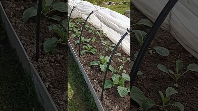 как закрепить готовый парник со вшитыми дугами смотреть онлайн