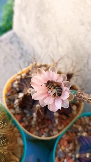 Опылитель кактусов 🌵☺️❤️#кактус #cactus смотреть онлайн