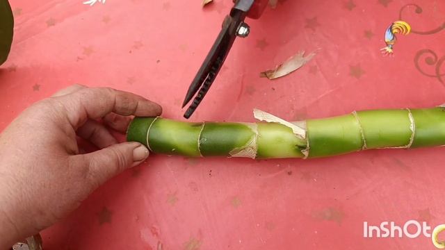 КАК ПРАВИЛЬНО И ПРОСТО РАЗМНОЖИТЬ ДИФФЕНБАХИЮ ЧЕРЕНК? смотреть онлайн