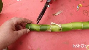 КАК ПРАВИЛЬНО И ПРОСТО РАЗМНОЖИТЬ ДИФФЕНБАХИЮ ЧЕРЕНК?