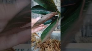 Адаптация тайских аглаонем