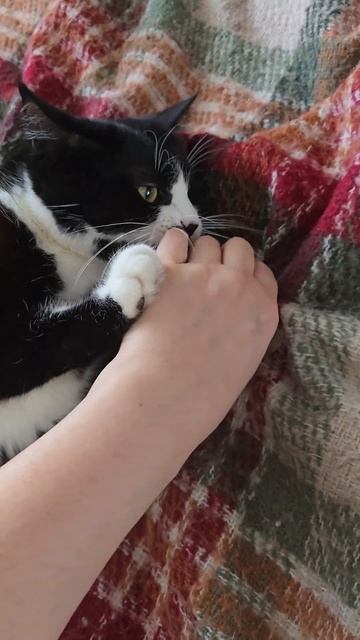 Мелкий, но все равно устрашающий, тигр 🐅 #cat #tuxedocat #tuxedo смотреть онлайн