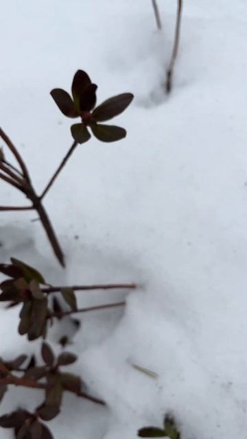 #даурскийрододендрон #азалия #злаки #сад #дача #cover #musica смотреть онлайн