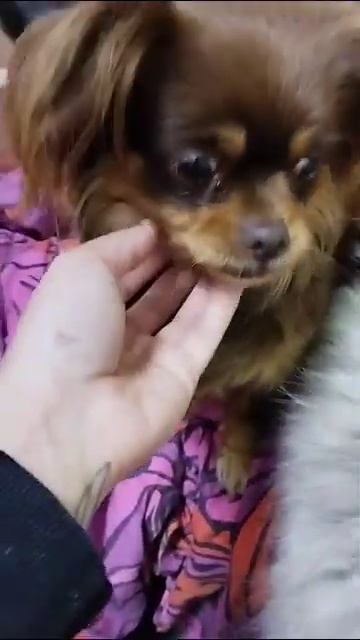 Новая девочка в детском саду, то есть в Теремке, знаком смотреть онлайн