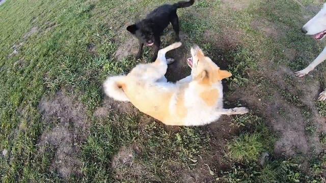 Кот раздаёт собакам пощёчины)) смотреть онлайн