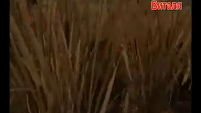 Приколы сталкер-Сталкер лагерь смотреть онлайн