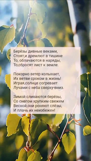 "Берёзы" стихотворение. смотреть онлайн