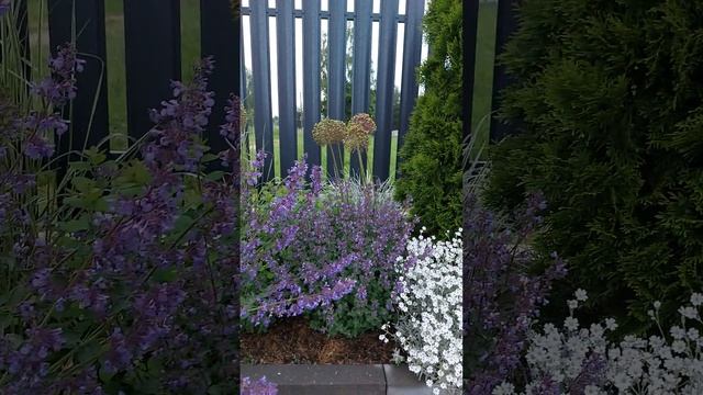 2 часть. Котовник Фассена. 31 мая 2024. #котовник #май #цвет?