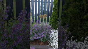 2 часть. Котовник Фассена. 31 мая 2024. #котовник #май #цвет?