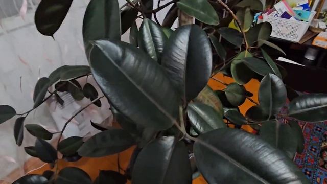 2_5253666290672891292