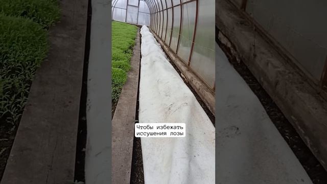 Показываю мой виноград в теплице в апреле🍇 смотреть онлайн