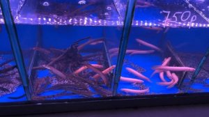 ПТИЧИЙ РЫНОК, САДОВОД, МОСКВА. ОБЗОР ЗА МАРТ 2025. Весь пт