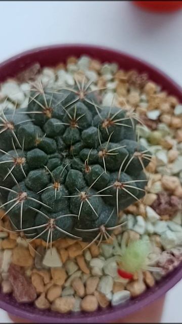 🌵Гимнокалициум Михановича смотреть онлайн