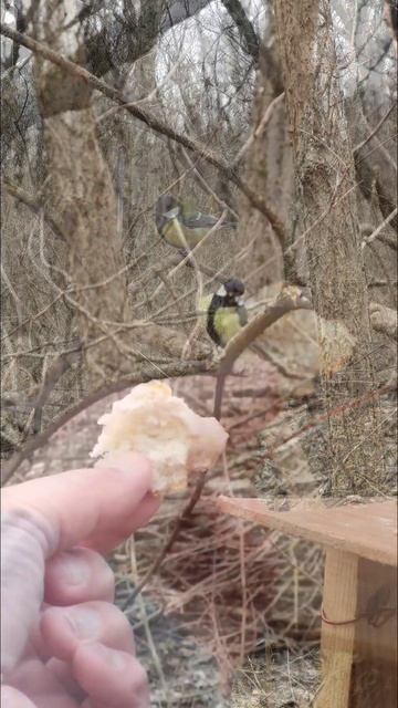 Весна идёт, весне дорогу... #кмв #весна #подснежники #про смотреть онлайн