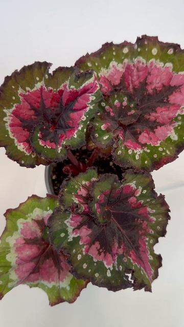 Бегония декоративно-лиственная Christmas Curl смотреть онлайн