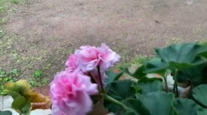 Обзор цветущих сортовых пеларгоний ЮВ Звезда Водолея