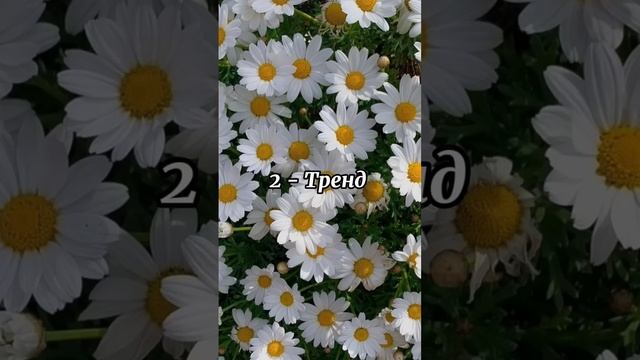 Танцуй если знаешь этот тренд 2025 года. смотреть онлайн