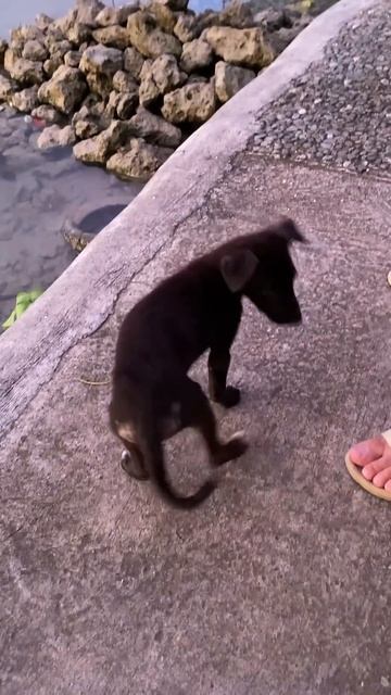 Собачки есть хотели и получили смотреть онлайн