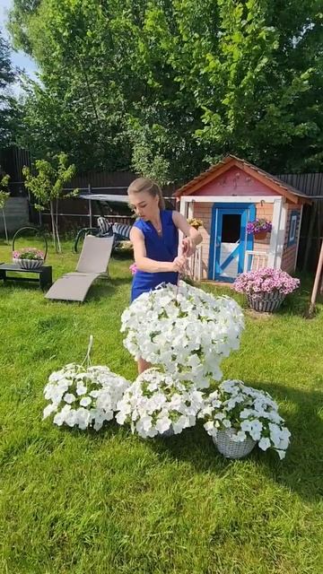 петуния из семян #мойсад #петунии #петуния #садоводств? смотреть онлайн