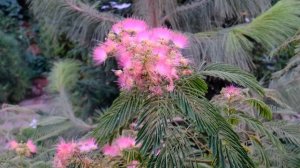 Альбиция в Ростове наш опыт выращивания.