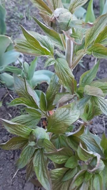 #пані_півонія #півонії #кременчук #букет #півонія #пи? смотреть онлайн