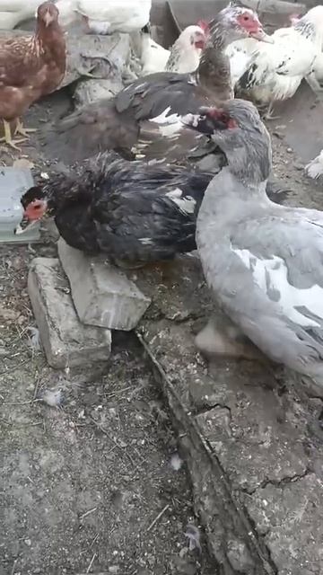 Өзімдегі қара еркек индоутканы ауыстырып алдым,көк тү смотреть онлайн