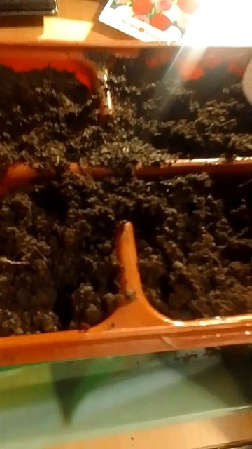 Сею маргаритки!