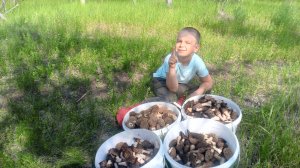 Косим с сыном сморчки!!! Сморчки полянами!!!