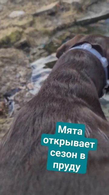 Мята хочет купаться #dogs #кожаные #курцхаар #собаки смотреть онлайн