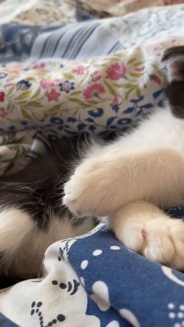 Знакомьтесь, Лютик #котята смотреть онлайн