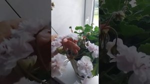 цветение пеларгонии Юзис Царевны Лебедь