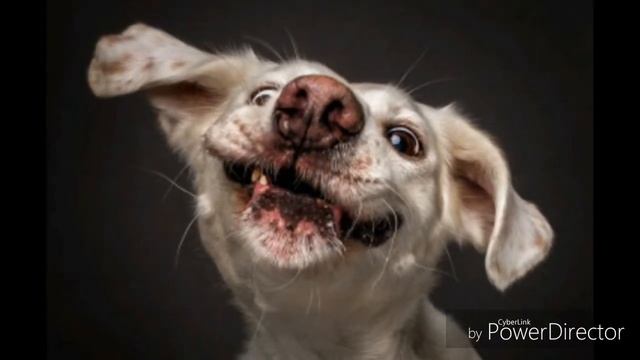 Смешные собачки/Шпице Мэй 😁 смотреть онлайн