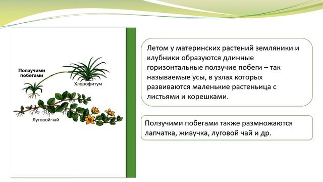 Вегетативное размножение растений смотреть онлайн