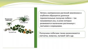 Вегетативное размножение растений