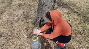 Сбор Берёзового сока ❤ Сладкий ❤Вкусный❤ 2024