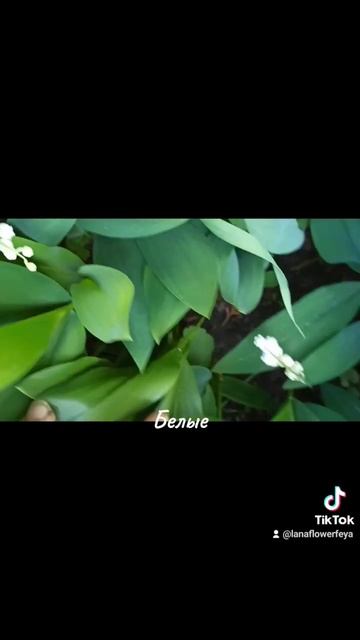 Ландыши смотреть онлайн