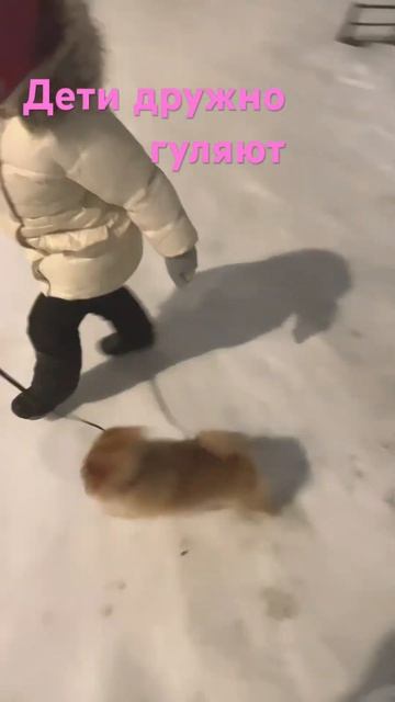 #собаки 🐶 #щенок #шпиц #