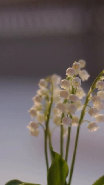 Ландыши ручной работы полимерная глина, холодный фарф смотреть онлайн