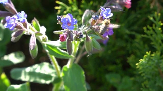 Весенние цветы🌷🌼🌸 смотреть онлайн