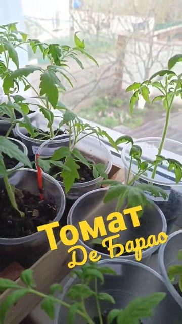томат#рассада #рассадапетунии #садовод #садогород #ого смотреть онлайн
