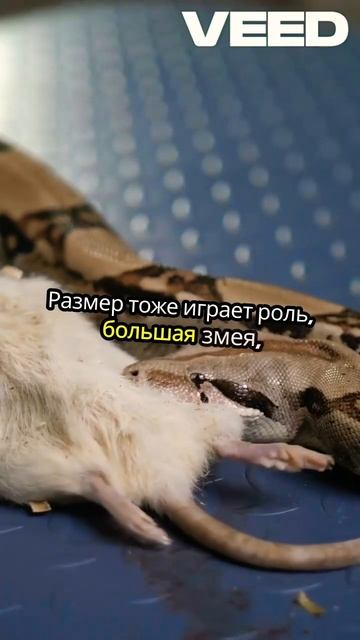 Скорпион против змея кто победит!?? #факты смотреть онлайн