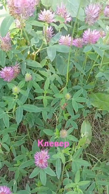 Клевер ,clover#shorts смотреть онлайн