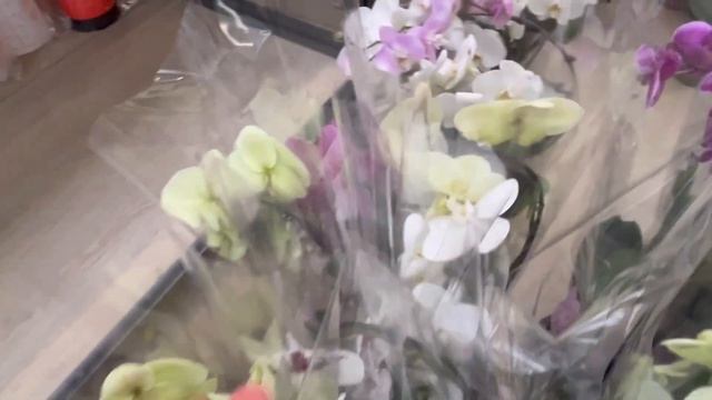 Обзор Орхидей Садовый Центр Одесса 🥰🌈🌸🌺🌼 смотреть онлайн