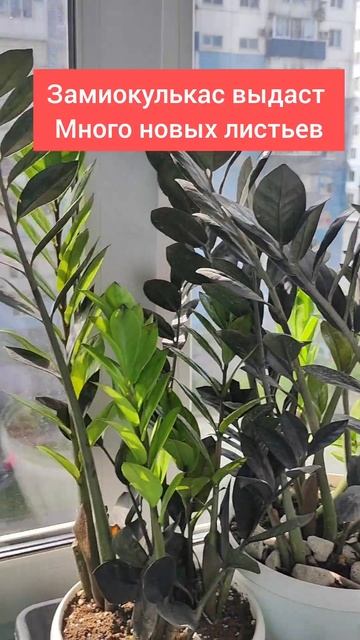 Замиокулькас выдаст много новых листьев, если сделать смотреть онлайн
