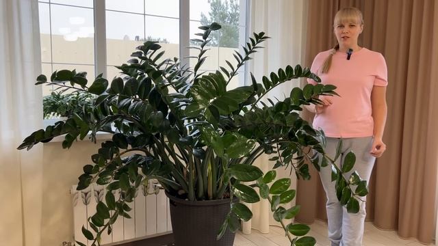 Замиокулькас - домашний уход. смотреть онлайн