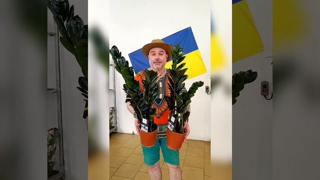 Чёрный Замиокулькас Рейвен! Цена 650 гривен! Бронь в вай смотреть онлайн